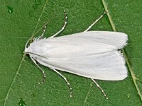 Hyphantria cunea
