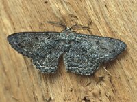 Hypomecis roboraria 1, Grote spikkelspanner, Vlinderstichting-Nely Honig