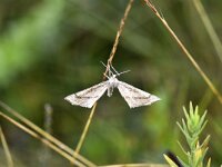 Hypoxystis pluviaria