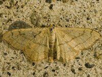 Idaea aversata, Riband Wave