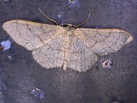 Idaea aversata 3, Grijze stipspanner, Saxifraga-Peter Meininger