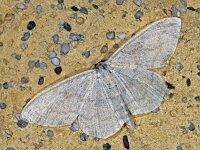 Scopula floslactata #20014  In soortenregister geplaatst als Idaea aversata : Scopula floslactata, roomkleurige stipspanner, old species