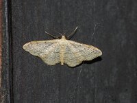Idaea aversata ab remutata 14, Grijze stipspanner, Saxifraga-Joep Steur