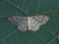Idaea biselata, Small Fan-footed Wave