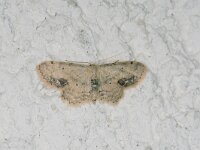 Idaea dimidiata