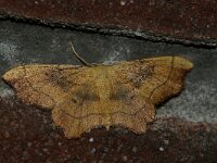 Idaea emarginata, Small Scallop
