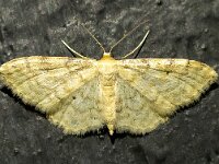 Idaea fuscovenosa