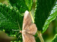 Idaea ochrata