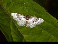 Idaea rusticata