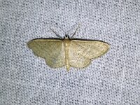 Idaea sylvestraria 2, Randstipspanner, Saxifraga-Gerard de Jong : Idaea sylvestraria, Insect, Macro, Overig, Randstipspanner, Saxifraga Beeldbank, moth, nachtvlinder
