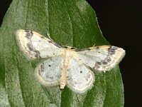 Idaea trigeminata