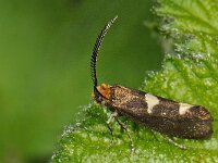 Incurvaria masculella #47135 : Incurvaria masculella, gewone witvlekmot