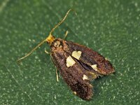 Incurvaria masculella 7, Gewone witvlekmot, Saxifraga-Zoran-Bozovic