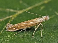 Isophrictis anthemidella