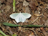 Jodis lactearia 3, male, Melkwitte zomervlinder, Saxifraga-Joep Steur