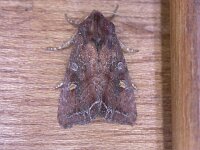 Lacanobia oleracea, Bright-line Brown-eye