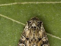 Lacanobia thalassina, Pale-Shouldered Brocade