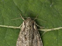 Lacanobia thalassina 5, W-uil, Saxifraga-Jan van der Straaten