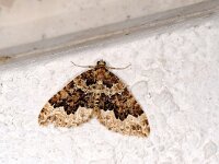 Lampropteryx suffumata