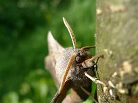 Laothoe populi 11, Populierenpijlstaart, Saxifraga-Mark Zekhuis