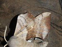 Laothoe populi 17, Populierenpijlstaart, Saxifraga-Rutger Barendse