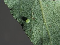 Laothoe populi 3, Populierenpijlstaart, Saxifraga-Frits Bink