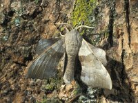 Laothoe populi 4, Populierenpijlstaart, Saxifraga-Frits Bink