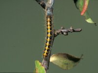 Lasiocampa quercus, Oak eggar