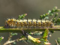 Hageheld - Lasiocampa quercus  Hageheld - Lasiocampa quercus [#Beginning of Shooting Data Section] Nikon D200 Focal Length: 185mm Optimize Image: Custom Color Mode: Mode II (Adobe RGB) Long Exposure NR: Off High ISO NR: Off 2007/03/27 12:36:21.3 Exposure Mode: Aperture Priority White Balance: Auto Tone Comp.: Auto Compressed RAW (12-bit) Metering Mode: Spot AF Mode: Manual Hue Adjustment: 0° Image Size: Large (3872 x 2592) 1/90 sec - F/10 Flash Sync Mode: Not Attached Saturation: Normal Color Exposure Comp.: 0 EV Sharpening: Auto Lens: 185mm F/3.5 D Sensitivity: ISO 320 Image Comment:                                      [#End of Shooting Data Section]