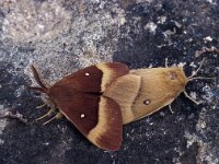 Lasiocampa quercus 3, Hageheld, Vlinderstichting-Henk Jan Kievit