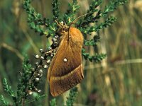 Lasiocampa quercus 5, Hageheld, female, Saxifraga-Frits Bink