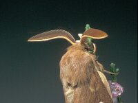 Lasiocampa trifolii, Grass Eggar