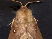 Lasiocampa trifolii 10, Kleine hageheld, Saxifraga-Foto Fitis-Adriaan Dijksen