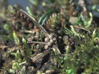 Lemonia dumi, Patricians Shrub Moth