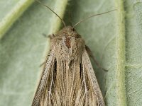 Leucania comma, Shoulder-striped Wainscot