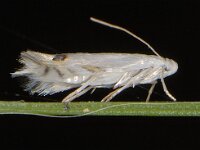 Leucoptera spartifoliella