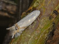 Leucoptera spartifoliella 4, Bremsneeuwmot, Saxifraga-Ab H Baas