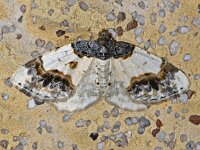 Ligdia adustata, Scorched Carpet