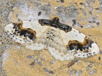 Ligdia adustata 2, Aangebrande spanner, Saxifraga-Ab H Baas