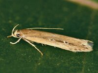 Limnaecia phragmitella