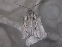 Lithophane leautieri 3, Coniferenuil, Saxifraga-Peter Meininger