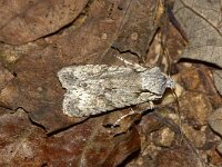 Lithophane ornitopus