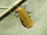 Lithosia quadra, Four-spotted Footman