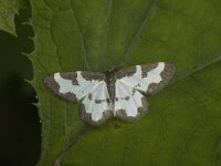 Lomaspilis marginata, Clouded Border