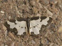 Lomaspilis marginata 3, Gerande spanner, Saxifraga-Jan van der Straaten