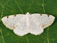 Lomographa bimaculata