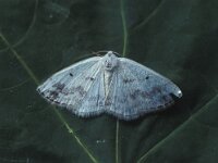 Lomographa temerata, Clouded Silver