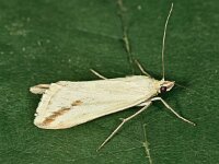 Loxostege deliblatica