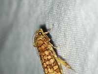 Lozotaeniodes formosana