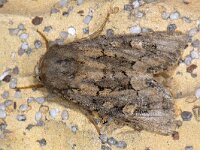 Luperina testacea 01 #09174 : Luperina testacea, Gewone grasuil